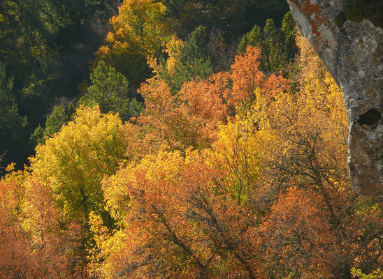 Imágen de Parc Municipal l’Hort de Trénor