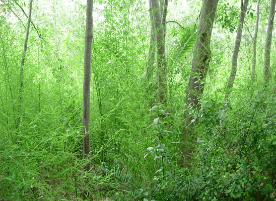 Imágen de Parc Municipal l’Hort de Trénor