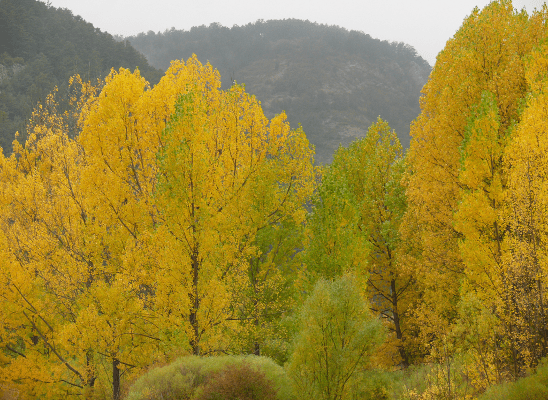 Imágen de Parc Municipal l’Hort de Trénor